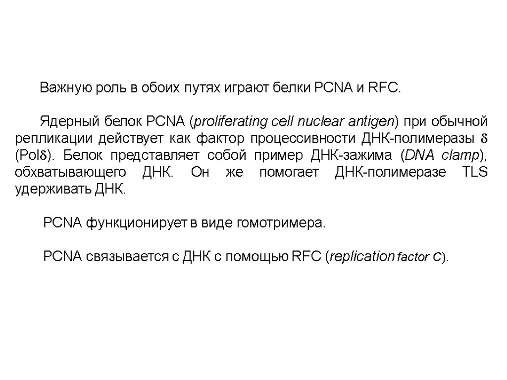 Важную роль в обоих путях играют белки PCNA и RFC. Ядерный белок PCNA (proliferating